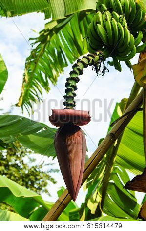 Banana Flowers Blooming In The Garden, Thailand.