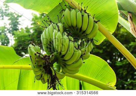 Banana Tree With A Bunch Growing Ripe Green Bananas.