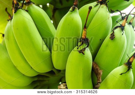 Banana Tree With A Bunch Growing Ripe Green Bananas.