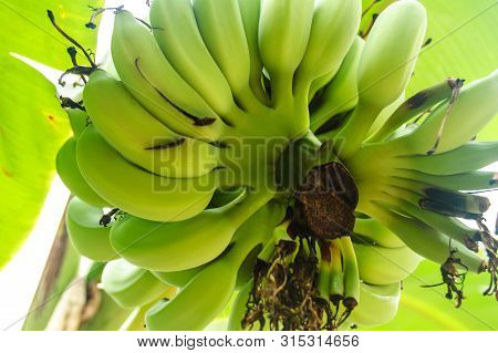 Banana Tree With A Bunch Growing Ripe Green Bananas.