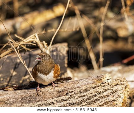 A Beautiful Female Eastern Towhee Perched On A Tree Log In The Forest.