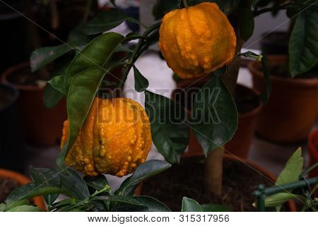 Two Lumpy Orange Fruit On A Tree Branch With Green Leaves. Shallow Depth Of Field. Photo Format Is H