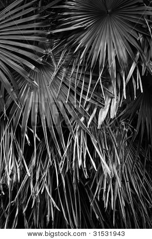 Palm