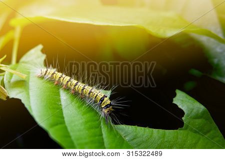 Caterpillar Eating Green Leaf In The Morning