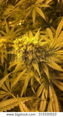 Marijuana Growing In Tent Amsterdam Sunshine Used For Medical Relief