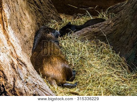 Closeup Of A Cuban Hutia Laying In The Hay, Large Tropical Rodent Specie From Cuba
