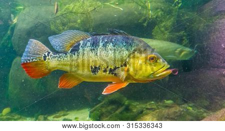 Closeup Portrait Of A Butterfly Peacock Bass, Popular And Colorful Cichlid, Tropical Fish Specie Fro