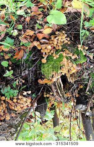 A Scattering Of Small Mushrooms On The Trunks Of Old Trees In The Wild, Bright Natural Colors, High 