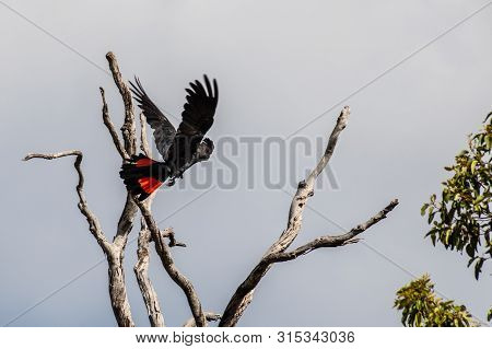 Red Tailed Black Cockatoo Calyphtorhynchus Baksii In Avon Valley National Park Australia