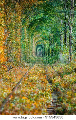 a railway in the autumn forest tunnel of love
