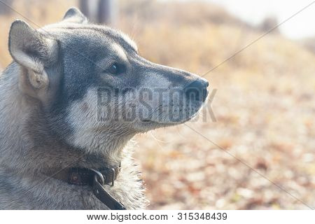 Portrait Of A Dog Breed West Siberian Laika