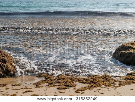 The Invasive Algae Rugulopteryx Okamurae, Native To The Pacific Ocean, Invades The Strait Of Gibralt