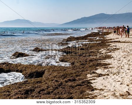 Tarifa, Spain - August 03, 2019: The Invasive Algae Rugulopteryx Okamurae, Native To The Pacific Oce