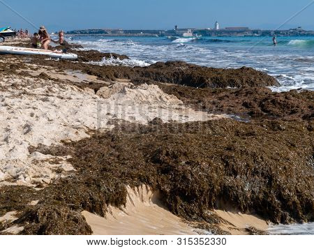 Tarifa, Spain - August 03, 2019: The Invasive Algae Rugulopteryx Okamurae, Native To The Pacific Oce
