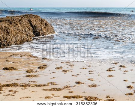 Tarifa, Spain - August 03, 2019: The Invasive Algae Rugulopteryx Okamurae, Native To The Pacific Oce
