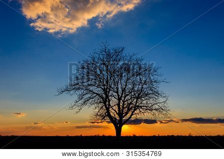 Sunset Behind A Lonely Tree In The Agricultural Fields