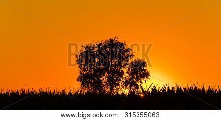 Magical Sunrise With A Single Tree In Serbia