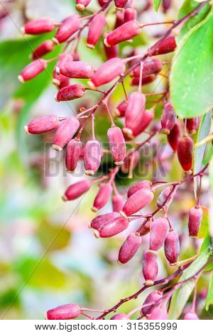 Ripe Red Berries Of Barberry On Branch Close-up. Fructiferous Shrub Of Barberry Or Berberis With Bun