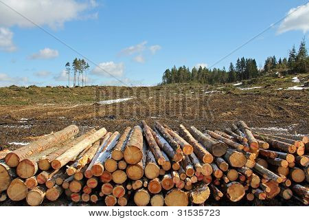 Corte claro de bosque