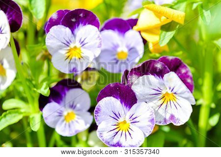 Garden Pansy With Purple And White Petals. Hybrid Pansy Or Viola Tricolor Pansy In Flowerbed. Violet