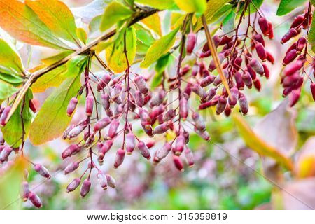 Ripe Red Berries Of Barberry On Branch Close-up. Fructiferous Shrub Of Barberry Or Berberis With Bun