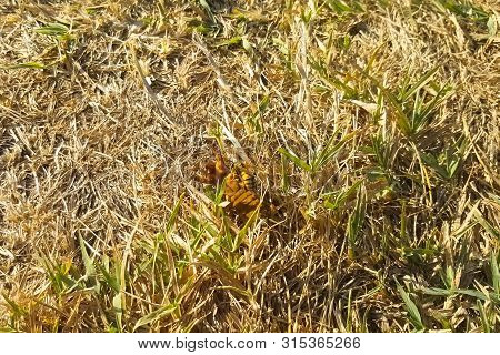 The Wasp Attacked Gryllotalpa Gryllotalpa. Wasp Predator