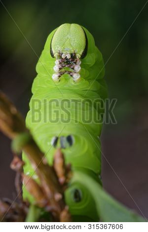 Privet Hawkmoth Caterpillar - Sphinx Ligustri 
In Defensive Pose