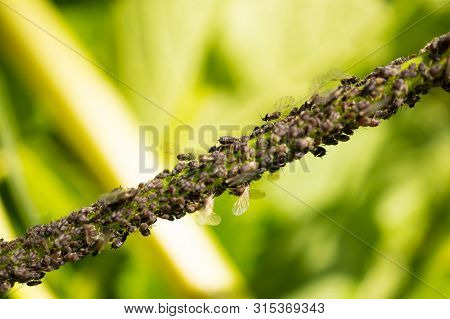 Black Cherry Aphid Or Cherry Fly (myzus Cerasi) On The Stem Of The Plant. Garden Pests. Macro. Soft 