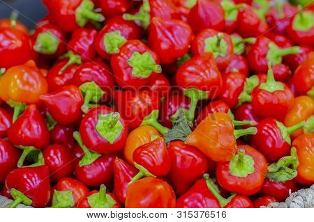 Fresh Ripe Cherry Ball Pepper, Pimento Or Red Sweet Chilli Peppers Set Background Wallpaper