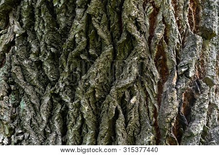 Bark Of Old Linden Tree. Relief Bark Is Like View High Mountains From Above. Old Bark Texture