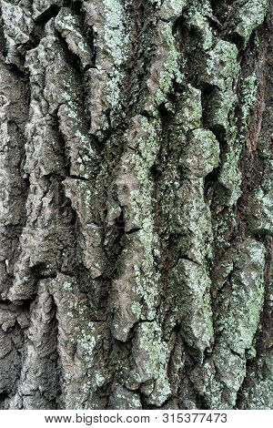 Bark Of Old Linden Tree. Relief Bark Is Like View High Mountains From Above. Old Bark Texture