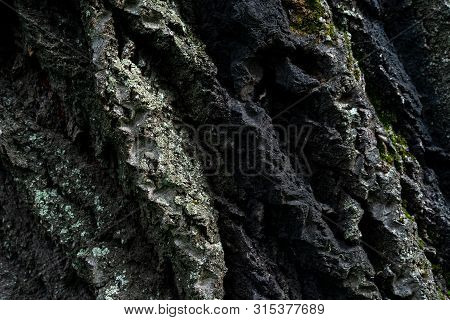 Bark Of Old Linden Tree. Relief Bark Is Like View High Mountains From Above. Old Bark Texture