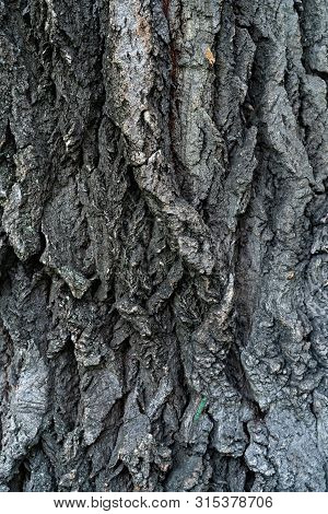 Bark Of Old Linden Tree. Relief Bark Is Like View High Mountains From Above. Old Bark Texture