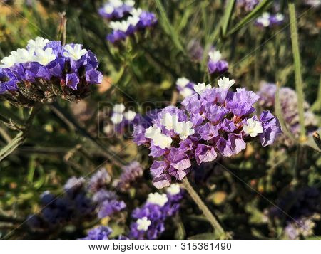 Limonium Sinuatum, Commonly Known As Wavyleaf Sea Lavender, Statice, Sea Lavender, Notch Leaf Marsh 