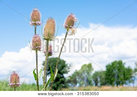 A Spiny Plant Against The Blue Sky And The Moon With A Place For Copice. Plant With Thorns