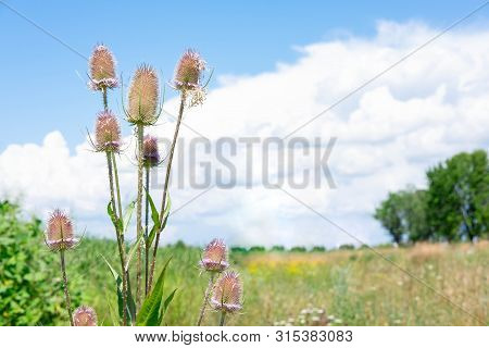 A Spiny Plant Against The Blue Sky And The Moon With A Place For Copice. Plant With Thorns
