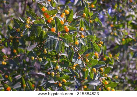 Branches Of Frangula Alnus With Red Berries. Fruits Of Frangula Alnus.