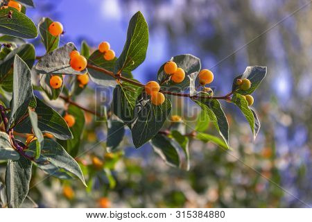 Branches Of Frangula Alnus With Red Berries. Fruits Of Frangula Alnus.