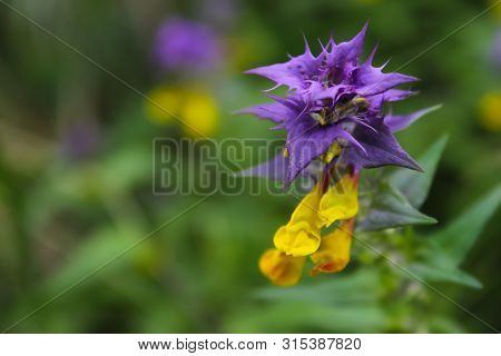 Beautiful Bright Forest Wildflowers Ivan Da Marya. Melampyrum Nemorosum Blooms With Bright Yellow An