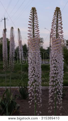 Several Bushes With Blossoming Stems In Pink Flowers Of Himalayan Eremurus In The Garden By The Road