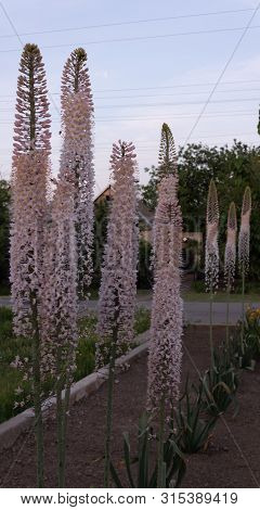 Himalayan Eremurus Flowers Are Planted In A Row In The Garden And Bloom Lushly With Delicate Flowers