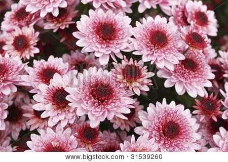 Farverige pink Aster Alpinus blomster