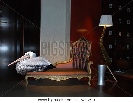 Pelikán relaxuje v luxusním hotelu