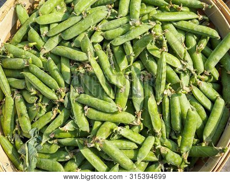 Lots Of Green Snow Peas	In A Basket For Sale