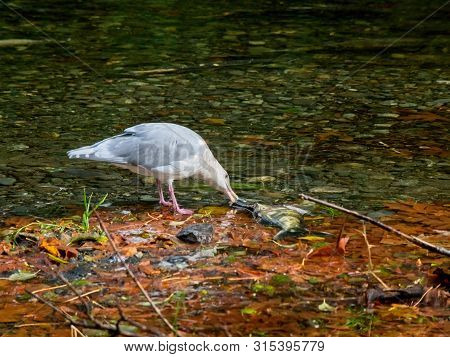 Salmon Run