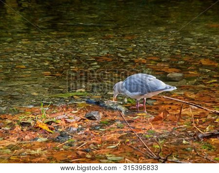 Salmon Run