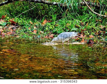Salmon Run