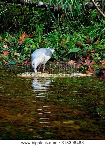 Salmon Run
