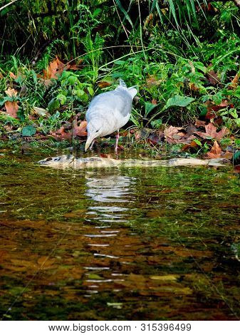 Salmon Run