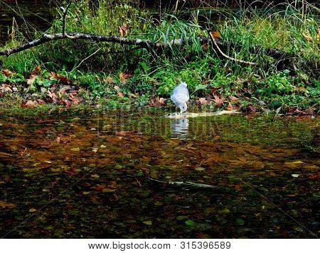 Salmon Run